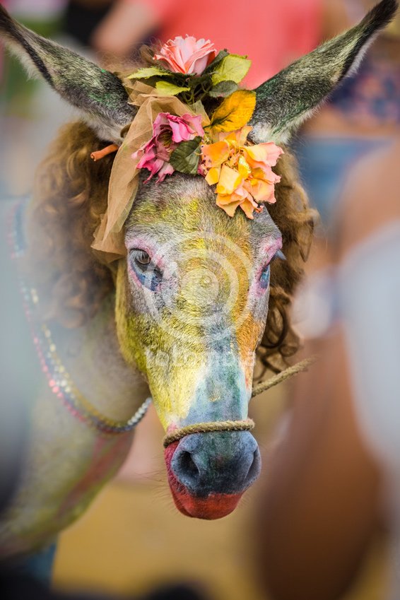 Burros Disfrazados