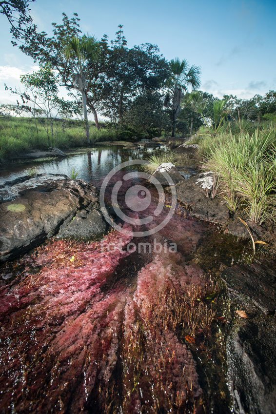 Caño de Algas Rosadas en Tranquilandia