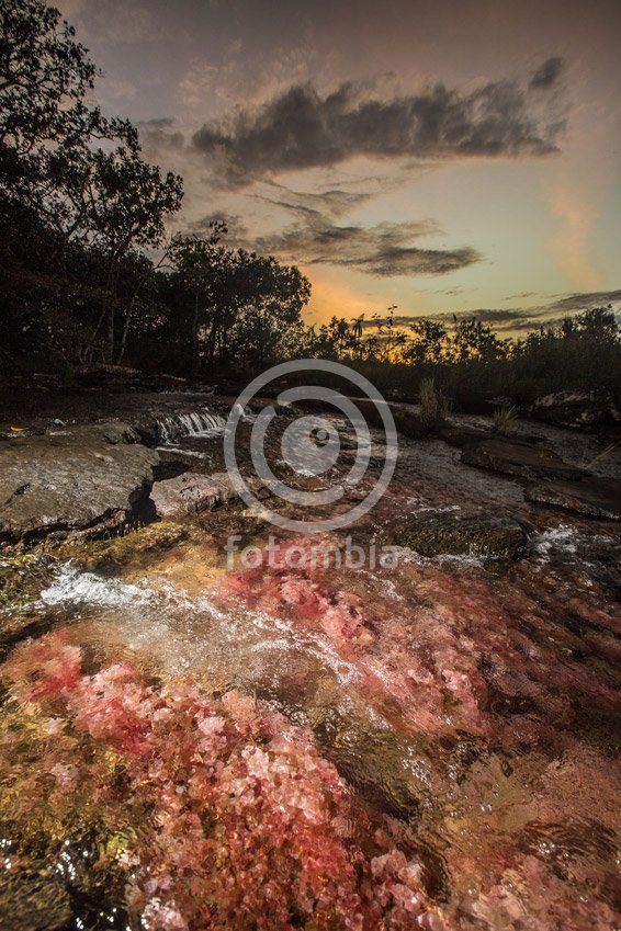 Caño de Algas Rosadas en Tranquilandia 2
