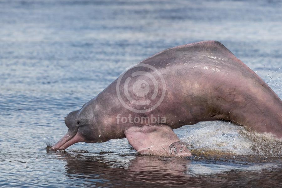 Delfín Rosado del Amazonas
