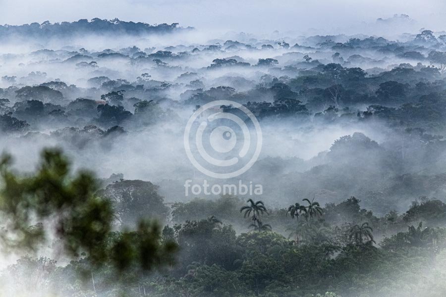 Selva de Araracuara
