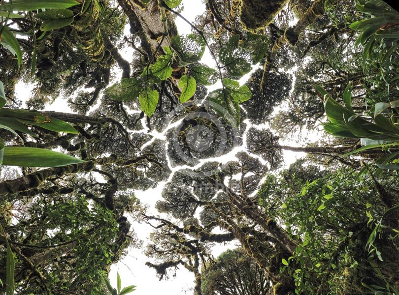 Timidez de los Árboles Páramo de Cortadera