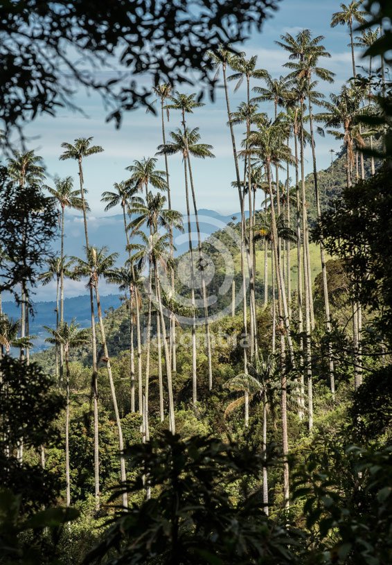 Valle del Cocora