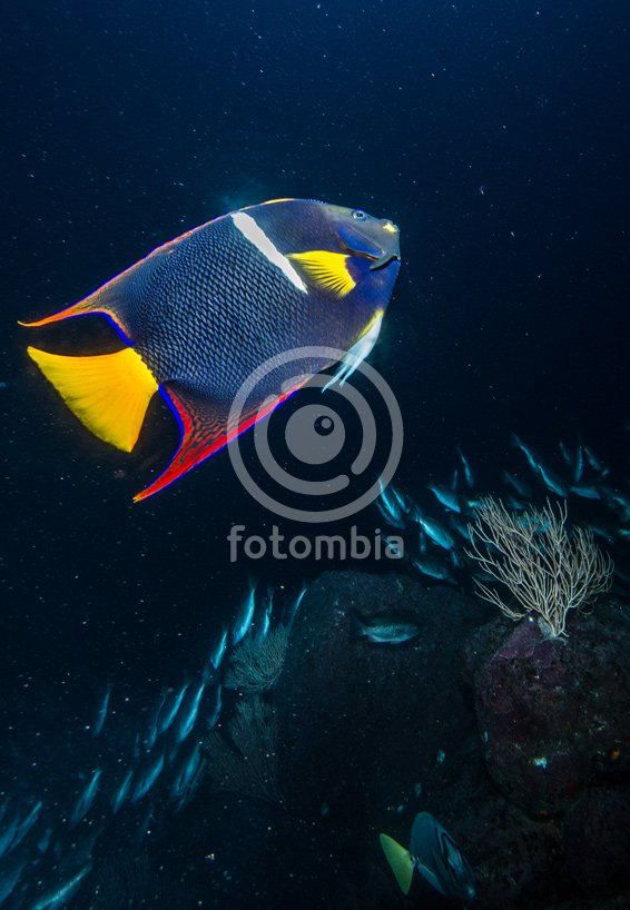 Malpelo Submarino